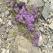 Wild thyme, South Greenland