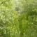 Greenlandic forest in Narsarsuaq, South Greenland