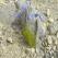 Arctic Hare Bell, South Greenland