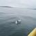 Dolphin sighting from the boat, Iceland