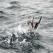 Fishing puffin, Iceland