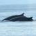 Two whales swimming side by side, Iceland