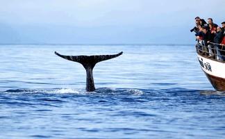 Whale watching tour in Husavik