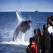 Jumping humpback whale Iceland