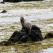 Sunbathing seal on Snaefellsnes peninsula