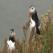 Puffins in Iceland