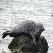 Ringed seal at Snaefellsnes peninsula